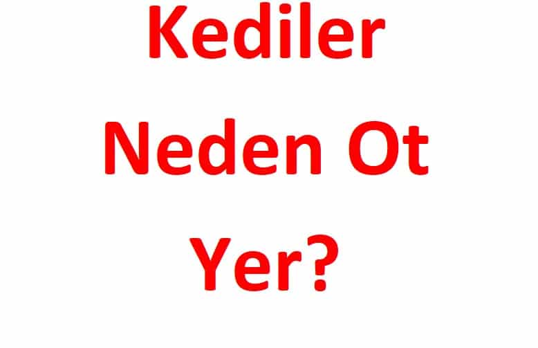 kediler neden ot yer