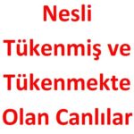 Nesli Tükenmiş ve Tükenmekte Olan Canlılar