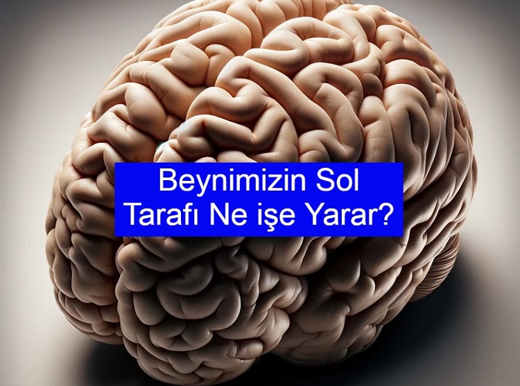 Beynimizin Sol Tarafı Ne işe Yarar?