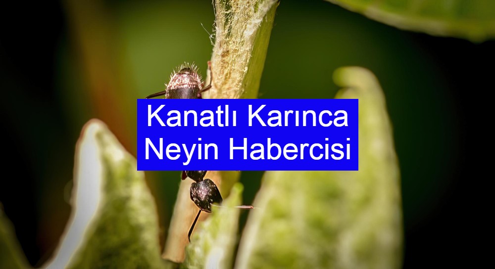 Kanatlı Karınca Neyin Habercisi