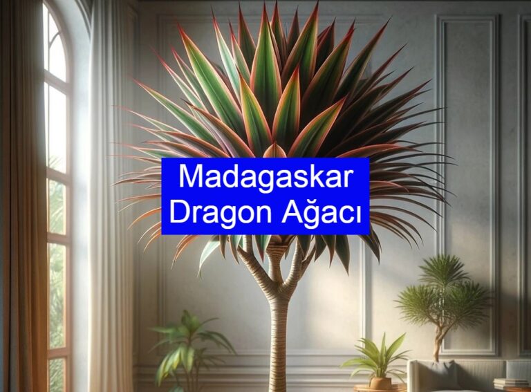 Madagaskar Dragon Ağacı